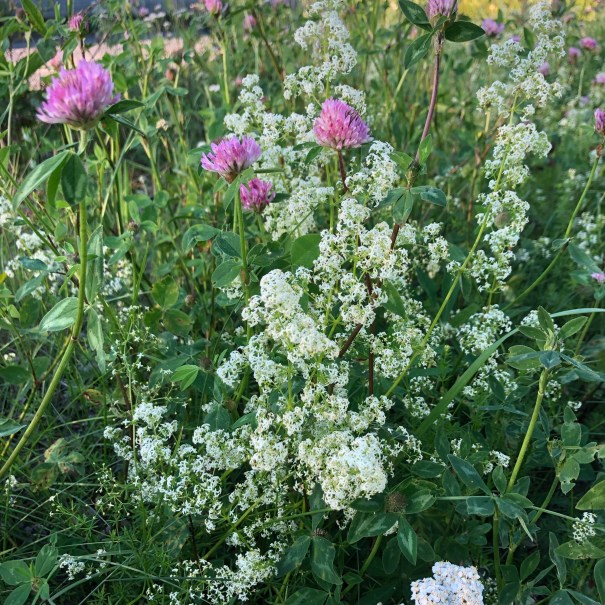 summer meadow, white flowers, purple clover